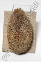 Hedgehog - Erinaceus europaeus 0012